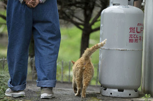 「貓的報恩？」男子不惜錯過班機也要救援浪貓，一顆愛貓的心最後竟幫助自己逃過死亡班機！