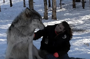 「我可以親妳一下嘛」這隻大灰狼靜靜坐在雪地上，下一秒竟對一旁的女孩獻上「狼」吻...網友瞬間被萌翻：「是大哈士奇！！」
