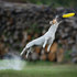 「I believe I can fly~~~♪♪」10隻把接飛盤玩到極致的超神狗狗，你們根本喝了redbull吧！！