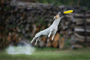 「I believe I can fly~~~♪♪」10隻把接飛盤玩到極致的超神狗狗，你們根本喝了redbull吧！！