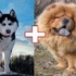 負負得正，基因互補？哈士奇與鬆獅犬生出來的寶寶們，沒想到會這麼萌萌噠！