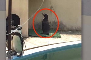 有隻企鵝在動物園一直面壁，看了簡介後差點笑瘋啦！
