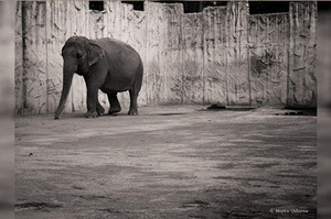 心酸！一靠近大象的家才驚覺…這樣的生活也太辛苦了吧！