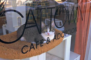 收容所的環境讓貓咪性情大變，這個女生開了間咖啡廳，讓這些貓咪更容易親近人！