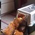 「快進來睡覺！」一定要熊熊陪才睡得著，這隻臘腸硬拖著進狗窩的模樣...真的可愛到讓人融化！