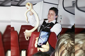「飛機上有蛇」真實上演！攜帶小寵出境請記得帶下飛機啊！不然空姐可是會嚇得花容失色！！！