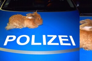 「好溫暖喔~」警察歐爸用引擎蓋幫流浪兔兔保暖，牠幸福的表情...真的讓大家心都化成一灘水！