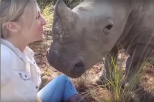 犀牛寶寶嘟嘴想親保育員，然後保育員臉就快被吸掉了.....網友表示：「整片臉都要被吸掉啦XD」（影片）