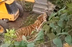 驚人影片拍到挖土機「試圖救援」老虎，卻反被挖土機活活壓死！