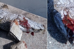 再次丟人類的臉！動物園遊客用亂石砸死無辜鱷魚，沒有明顯動機還抓不到肇事者！