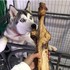 二哈看到超大根骨頭的「眼神」真的太爆笑....網友表示：「眼睛都要噴出火來啦！！」