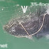 「和魚網共存亡」鯨魚漂浮海面，跳舞翻滾尋求最後生存機會，網友感嘆：人的良心呢？