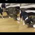 「大哥，借我聞一下！」吉娃娃神級煩，不達目的絕不放棄！網友表示：「喜歡就要說出來！」