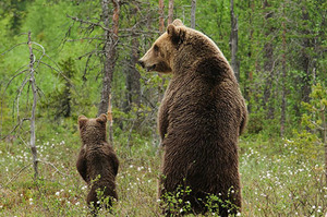 「趕快尿！沒人在看你」這些母熊帶著熊寶寶學習成長的過程...每一張都是大自然最溫馨的畫面！