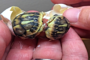 一顆蛋蹦出了超迷你雙胞胎烏龜寶寶！應該是世界上最可愛的小生命了吧！*小心被融化*