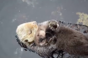 被媽媽抱著一起玩飄飄河，小海獺舒服到睡著不想醒來，這畫面太溫馨了啦！