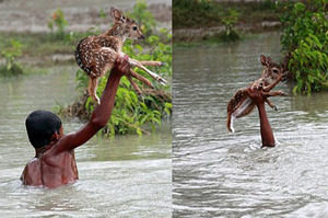 少年跳下暴漲的溪水只為拯救慘遭滅頂的小鹿，當他舉起小鹿的瞬間...所有人都為他的勇敢喝采！