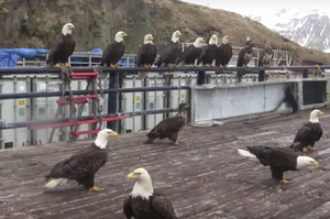 在船上撒了一把肉，立刻引來超大群「老鷹」吃肉.....網友驚呼：「這是在公園餵鴿子吧！」（影片）