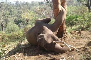 令人心痛！四腳朝天！可憐大象為了吃卻意外滑倒被樹幹困死！