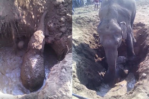 小象不小心掉落井裡，心急的母象用前腳挖了11個小時才救出自己的孩子...真的讓人超級感動(影片)