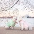 「我們要結婚啦～」狗狗情侶即將步入禮堂，超甜蜜婚紗照閃瞎網友：「連狗都不是單身了我還在魯」