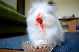 兔兔吃個櫻桃就長出「血盆大口」，網友笑噴表示：「這在演恐怖片吧！！」（影片）