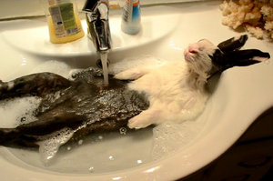 「阿~這水溫真棒~」超愛洗澡兔兔泡澡泡到睡著的樣子....網友表示：「這兔超會享受的啦！」（影片）