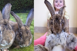 巨無霸兔兔，單看照片以為沒多大，等妹妹跟兔兔坐一起後....才發現大的超級驚人！