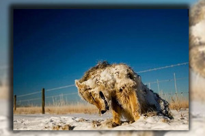 「我在冰冷的雪地裡孤單的死去…」抵擋不了惡劣環境，這些動物瞬間脆弱的成了「冰屍」…