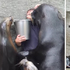 「快交保護費！」飼養員一出現，海獅老大立刻帶小弟圍捕！那萌氓表情...網友看了全笑翻！！（影片）
