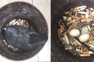「這樣品屋真不錯～」鴿子馬麻找了煙灰桶築巢.....網友表示：「這馬麻順便幫大家戒煙XD」