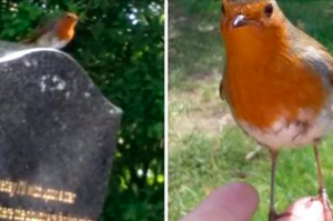 奇蹟！失去了兒子的心碎母親在忌日探訪愛子墳墓，一隻知更鳥突然出現圍著她飛翔停在指尖上！(影片）