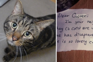 愛貓才剛離世，一張來自陌生人的紙條，才讓主人發現愛貓不為人知的一面⋯⋯