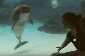 女孩在水族館表演體操，路過的小海豚被吸引停下腳步...最後竟然還對著女孩微笑！！(影片)
