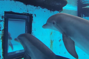「魔鏡魔鏡...誰是世上最漂亮的海豚呢？」第一次看見鏡中的自己，這些海豚的好奇又困惑的模樣真的太可愛了！