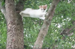 小喵自己爬上樹不敢下來，喵媽媽看見後救援牠的模樣....真的讓看的人眼睛狂噴愛心！（影片）