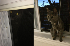 「我決定讓你養我了！」聽見窗外傳來喵喵聲，打開窗戶後讓牠進來後...就賴著不走了！
