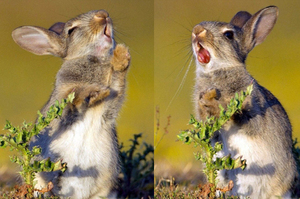 「豪~~痛~~呀~~」啃草啃到一半被刺到舌頭，這隻小兔兔的表情變化讓網友直呼：「真的好心疼！！」