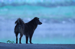 「食用犬貓開罰25萬元以下罰款」動保法新修正案今日三讀通過，虐殺貓狗加重刑罰