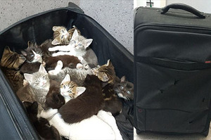 15隻小貓遭硬塞行李箱，「恰巧」丟包護士家門口，打開箱子的那一刻令人不忍直視