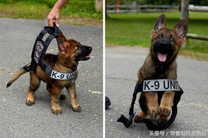 警犬新生訓練第一天，小狼犬賣萌想逃課！老師表示：「沒穿衣服也要下課鐘響才能走！」