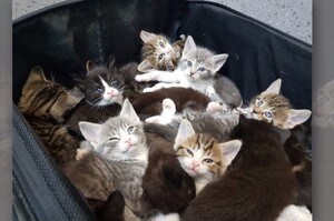 「十五隻」小小貓被人裝在行李箱惡意丟棄，看著牠們無辜的雙眼...真的要譴責棄養人！