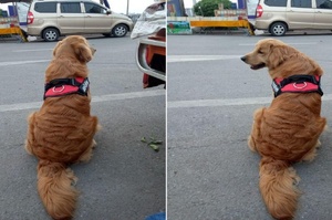 黃金獵犬天生波浪捲，梳不直超難打理...網友建議：「要不試試看離子燙？」