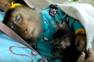 「你沒有媽媽？那我來當你媽媽吧！」猴子捨不得小貓咪變成孤兒，直接把他緊抱在懷裡一起睡