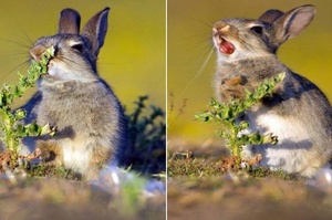 吃草吃到一半刺到舌頭，小兔子超有戲劇張力的表情和肢體變化萌翻網友！
