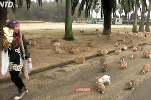 「快給我..給我..我也要..別跑呀！」吃飯時間一到原本可愛兔兔們立刻變成「喪屍」...網友表示：「超療癒！」(影片)