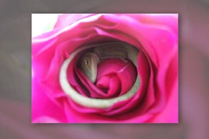 收到女兒送的一朵玫瑰花，想品嘗香味時在裡面發現一隻睡的相當熟的蜥蜴...真的好像童話裡的場景呀！