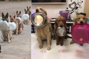 警犬工作完乖乖排隊等吃飯，看起來超有秩序...黃金雖然也乖乖排隊，但嘴巴上叼的卻是....