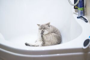 哦浴缸～只有你真的了解我！？貓咪為什麼那麼喜歡進浴缸？難道那是牠們的飛船嗎？