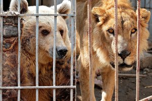 整個動物園只剩他們兩個還活著⋯⋯被戰火波及差點餓死，倖存的獅子與熊終於獲救！